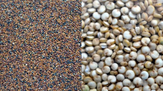 Red Quinoa (left), Organic White Qunoa (right)